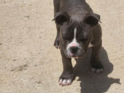 3 Month Old American Bully Pups UKC