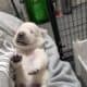 Labrador Retriever Puppies