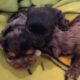 MERLE MORKIES AND YORKIES