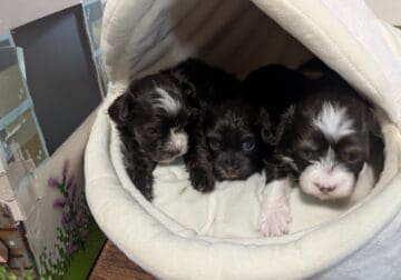 Havanese Puppies