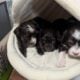 Havanese Puppies