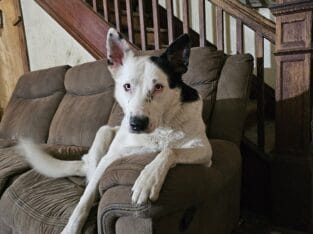 Dog to new home