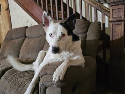 Dog to new home