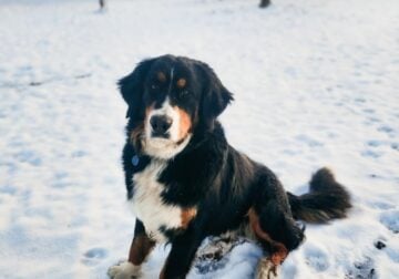 Great Bernese puppies(Bernese mtn dog / Great Pyr)