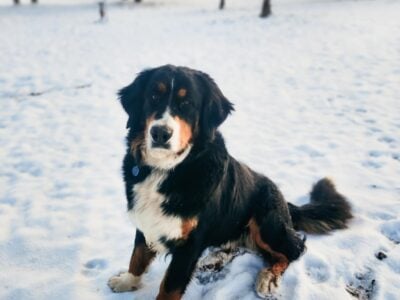 Great Bernese puppies(Bernese mtn dog / Great Pyr)