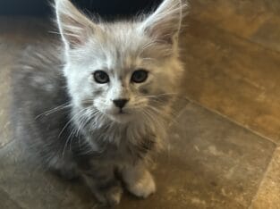 Maine Coon Kittens