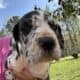 Great Dane puppies