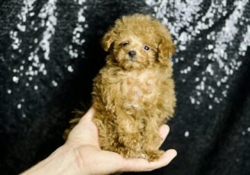 Thomas UABR Toy/Teacup Poodle Male
