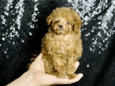 Thomas UABR Toy/Teacup Poodle Male