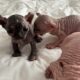Just Born Sphynx Kittens TICA Purebred