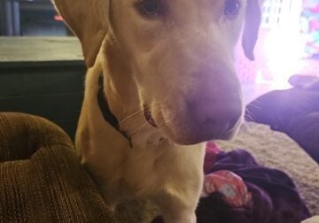 1 year old male lab