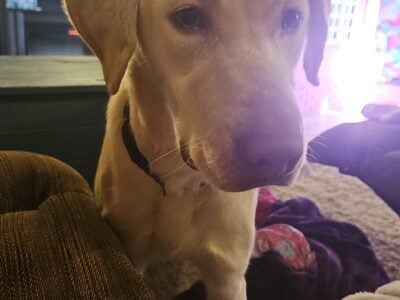 1 year old male lab