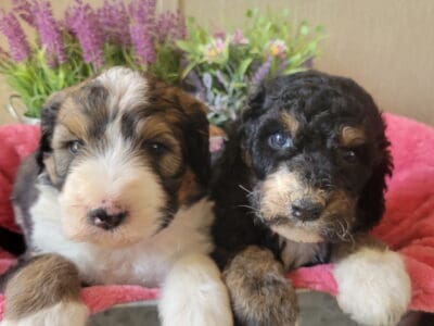 Bernedoodles – F1-B (Frannies babies)