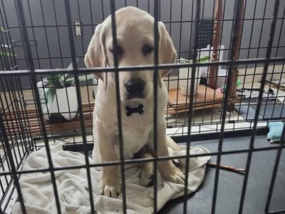 Labrador Retriever