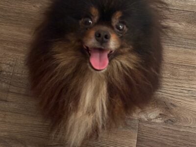 Male POMERANIAN