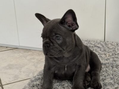 AKC Female Coco