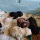 Schnoodle puppies