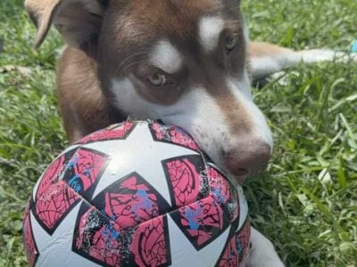 Dog for free