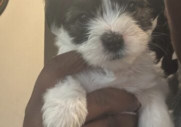 SHIH TZU