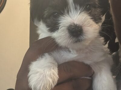 SHIH TZU