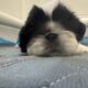 Pekingese Puppies