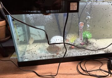 5x silver dollar fish red hook
