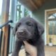 Labrador Puppies for Sale