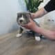 American Bully Puppies