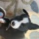 Border Collie Puppies
