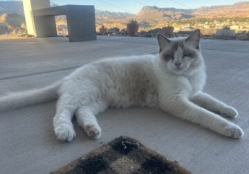Majestic Bi-color Ragdoll Cat (Male)