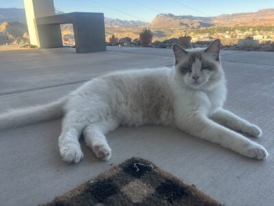 Majestic Bi-color Ragdoll Cat (Male)