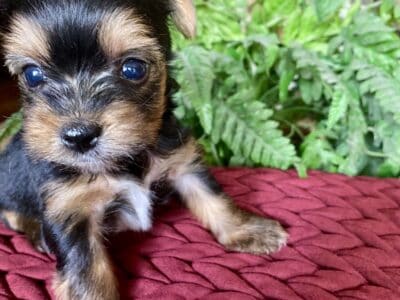 Tiny Shorkie puppies