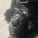 Micro/Toy Blue Merle Goldendoodle Puppy