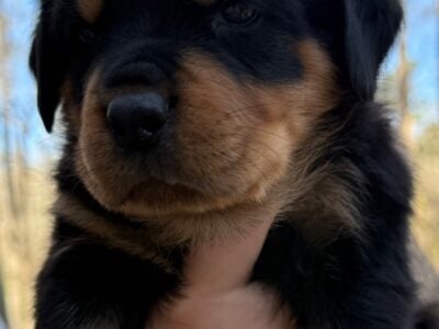 Rottweiler puppies