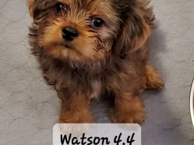 Watson,Gorgeous Merle Yorkie/Brussels Griffon M