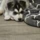 Purebred Husky Puppies