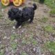 Maltipoo puppies