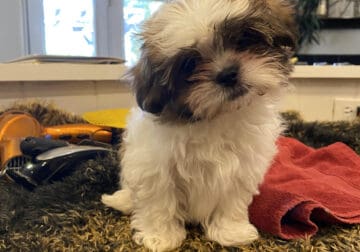 MALE SMORKIE -SEVEN WEEKS OLD- BLACK AND WHITE