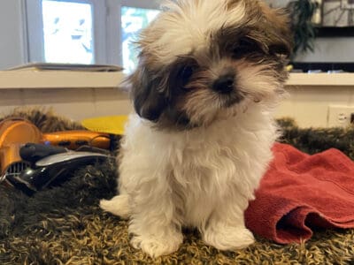 MALE SMORKIE -SEVEN WEEKS OLD- BLACK AND WHITE