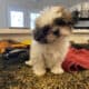 MALE SMORKIE -SEVEN WEEKS OLD- BLACK AND WHITE