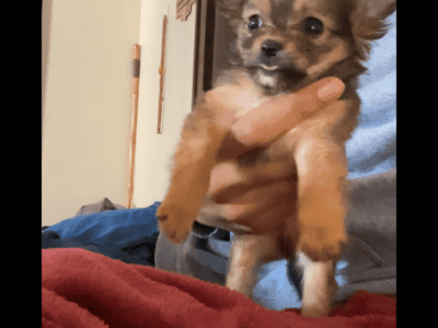 Chihuahua