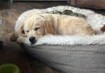 AKC Golden Retriever Puppy looking for home