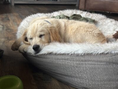 AKC Golden Retriever Puppy looking for home