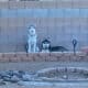 Husky babies