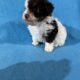 Toy poodle puppies absolutely adorable.