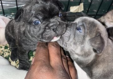 Frenchie pups
