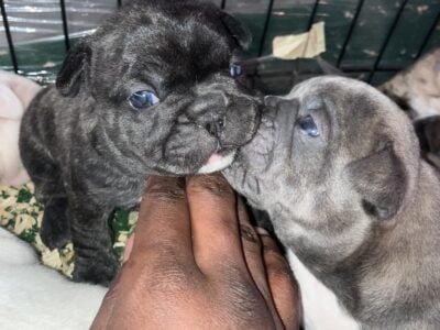 Frenchie pups