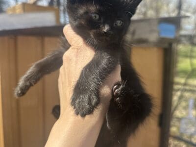 Cute kittens