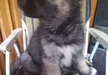 German shepherd Siberian Husky puppies