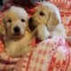 AKC Golden Retriever puppies Waukesha County